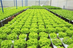 Hệ thống trồng rau sạch tại SOF