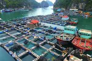 Hệ thống nuôi thủy - hải sản tại SOF