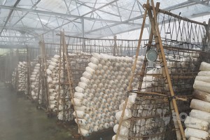 Hệ thống trồng nấm tại SOF